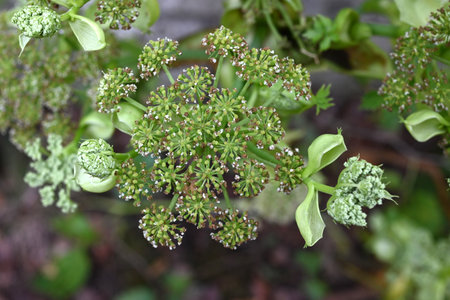 Angelica keiskei (Ashitaba) leaves and flowers. Apiaceae healthy vegetables. The leaves and stems...