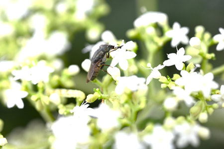 White patrinia (Patrinia villosa) flowers. Valerianaceae perennial. Numerous small white flowers...