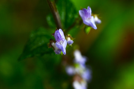 Isodon inflexus flowers.lamiaceae perennial.It grows in the shade of trees in the mountains and blooms in autumn with small, blue-purple, lip-shaped flowers.の写真素材