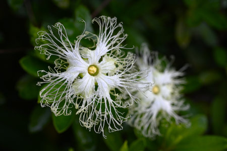 Trichosanthes kirilowii. Cucurbitaceae dioecious perennial vine. Flowers from August to September...