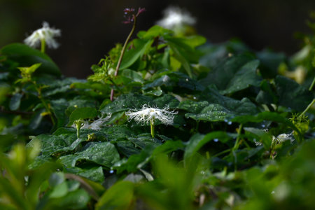Trichosanthes kirilowii. Cucurbitaceae dioecious perennial vine. Flowers from August to September...