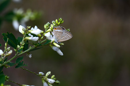 Japanese white bush clover flowers. Fabaceae deciduous shrub. The sight of elegant white butterfly-shaped flowers swaying in the breeze in gardens is a symbol of autumn in Japan.の写真素材