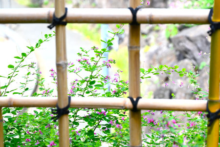 Japanese bush clover flowers in full bloom in a Japanese garden. This flower is one of the seven autumn herbs and symbolizes the autumn atmosphere in Japan.の写真素材