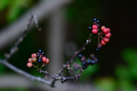 Japanese pepper fruits (cones). Rutaceae deciduous shrub. Dioecious, female plants produce cones that ripen to reddish-brown in the fall and produce shiny black seeds.の写真素材
