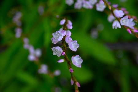 Persicaria odorata flowers. Polygonaceae dioecious perennial. Grows in wetlands and blooms with pale pink flowers from August to October.の写真素材