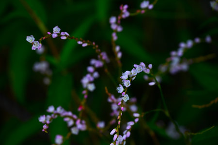 Persicaria odorata flowers. Polygonaceae dioecious perennial. Grows in wetlands and blooms with pale...