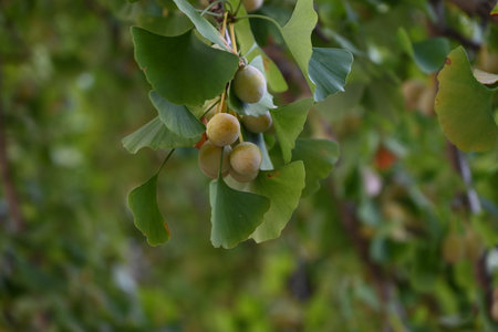 Ginkgo nuts. Ginkgoaceae deciduous dioecious. In autumn, ginkgo nuts ripen and fall, becoming a...