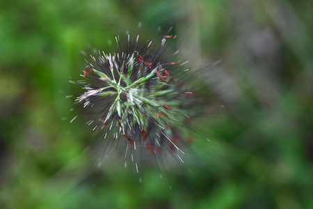 Dwarf fountain grass (Pennisetum alopecuroides). Poaceae perennial weed. Produces brush-like black-purple flower spikes from August to October.の写真素材
