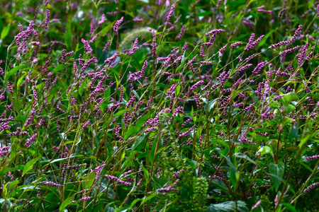 Creeping smartweed (Persicaris longiseta). Polygonaceae annual weed. Small pink flowers bloom densely on the spikes from April to November.の写真素材