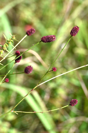 Great burnet (Sangisorba officinalia). Rosaceae perennial. Dark reddish-purple flowers bloom in spikes in autumn. Young leaves are edible and the roots are used as medicinal.の写真素材