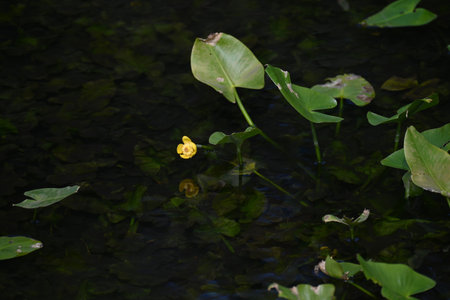 Japanese spatterdock (Nupher japonica) flowers. A rare and endangered aquatic plant Nymphaeaceae , endemic to Japan. Yellow flowers bloom from summer to autumn.の写真素材