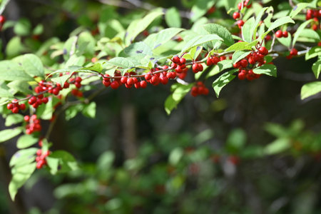 Ilex serrata f. argutidens fruits (Drupes). A dioecious deciduos shrub of the Aquifoliaceae family...
