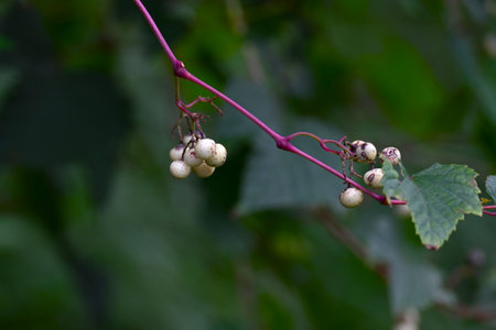 Ampelopsis glandulosa flowers and berries. Vitaceae vine. The globose flowers bloom in summer and the berries ripen to a shiny blue or purple in fall. The berries are inedible.の写真素材