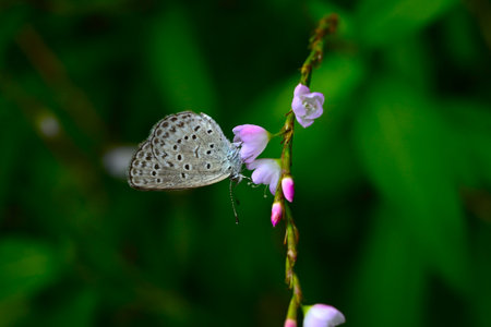 Gossamer-winged butterflies (Lycaenidae) sucking nectar. Butterflies of the Lycaenidae family are small and cute.の写真素材