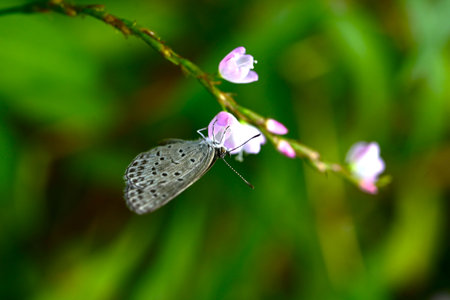 Gossamer-winged butterflies (Lycaenidae) sucking nectar. Butterflies of the Lycaenidae family are small and cute.の写真素材
