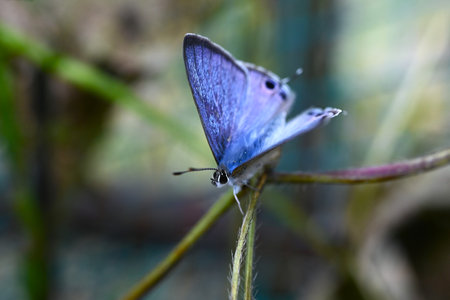 Gossamer-winged butterflies (Lycaenidae) sucking nectar. Butterflies of the Lycaenidae family are small and cute.の写真素材