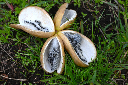 Chocolate vine (Akebia quinata) fruits. Lardizabalaceae deciduous vine.The fruits ripen in autumn, splitting open and revealing sweet, edible flesh containing numerous black seeds.の写真素材