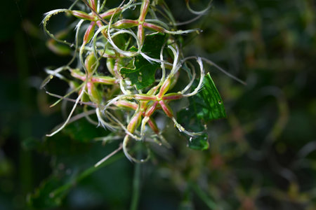 Sweet autumn clematis (Clematis terniflora) after flowering. Ranunculaceae, semi-shrub vine. After...