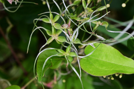 Sweet autumn clematis (Clematis terniflora) after flowering. Ranunculaceae, semi-shrub vine. After the white flowers (calyx) bloom, reddish-brown achenes form.の写真素材