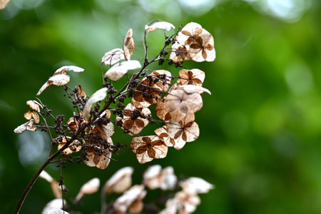 Oakleaf hydrangea (Hydrangea quercifolia) after flowering. Hydrangeaceae deciduous shrub. The fruit...