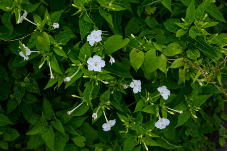 Marvel of Peru (Mirabilis jalapa) flowers. A perennial Nyctaginaceae native to tropical America.