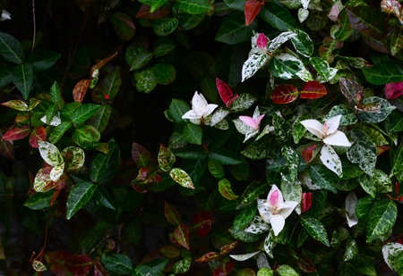 Trachelospermum asiaticum 'Hatsuyukikazura' leaves. Apocynaceae evergreen vine. A modified variety of Trachelospermum asiaticum, it is popular as a colorful leaf plant.の写真素材