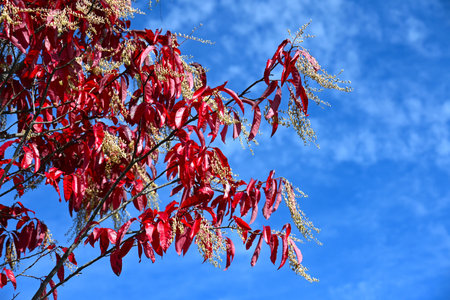 Sourwood (Oxydendrum arboreum) leaves autumn leaves and fruits (Capsules). One of the world's three...