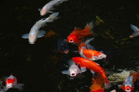 A scene of carp ( Koi carp ) swimming in a pond. Freshwater fish background material.の写真素材
