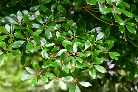 Ternstroemia gymnanthera tree. Flowers bloom in summer and the fruit ripens in autumn, splitting...