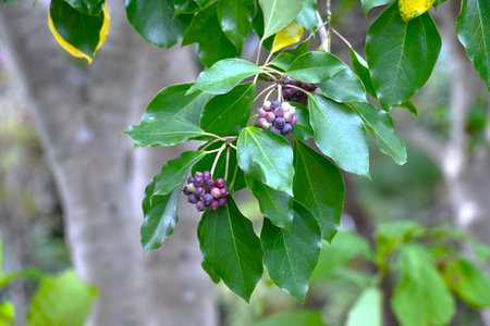 Dendropanax trifidus fruits. Araliaceae evergreen tree. Small flowers bloom in umbels in summer, and...