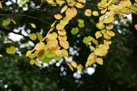 Katsura tree (Cercidiphyllum japonicum) Yellow leaves. The heart-shaped leaves turn a beautiful...