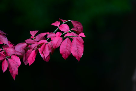 Winged spindle (Japanese Nishikigi) autumn leaves. Celastraceae deciduous shrub. One of the three...