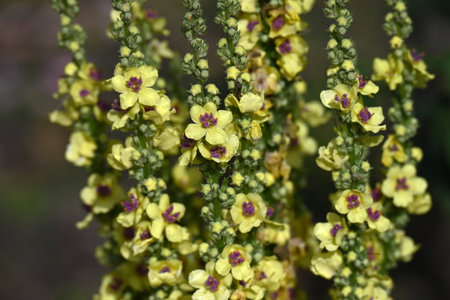 Verbascum flowers. Scrophulariaceae plants. Small flowers bloom densely on flower spikes that grow...