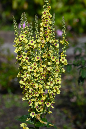 Verbascum flowers. Scrophulariaceae plants. Small flowers bloom densely on flower spikes that grow...
