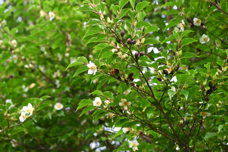 Tall stewartia (Japanese Himesyara) tree. Theaceae deciduous tree. White flowers bloom in summer, and in autumn the fruit (capsules) split into five parts, dropping seeds.の写真素材