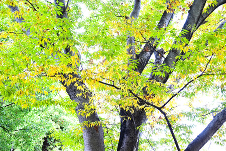 Japanese zelkova autumn leaves. Ulmaceae deciduous tree. Beautiful tree shape and hard wood,...