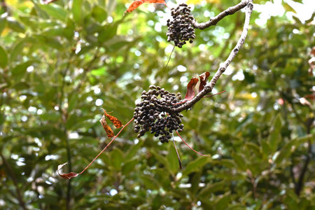 Japan wax tree fruits. Anacardiaceae deciduous tree. Ripens to a dark brown in autumn and is used as...