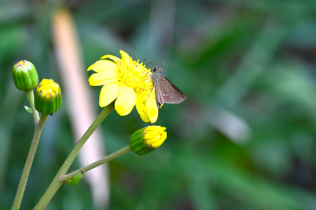 Japanese silverleaf (Tswabuki) flowers. Asteraceae evergreen perennial. Yellow flowers bloom in...