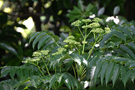 Zanthoxylum ailanthoides (Japanese prickly -ash).Rutaceae deciduous dioecious tree.Small flowers bloom in summer and the fruit ripens to dark purple in autumn, producing seeds.の写真素材