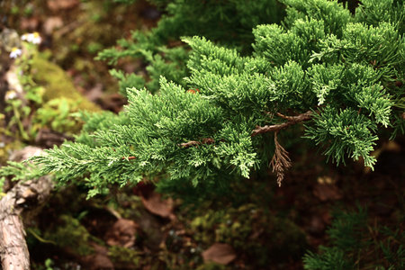 Juniperus chinensis var. sargentii (Chinese juniper). Cupressaceae evergreen conifer shrub. The trunk grows horizontally and is used as a garden tree or bonsai.の写真素材