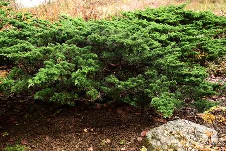 Juniperus chinensis var. sargentii (Chinese juniper). Cupressaceae evergreen conifer shrub. The trunk grows horizontally and is used as a garden tree or bonsai.の写真素材