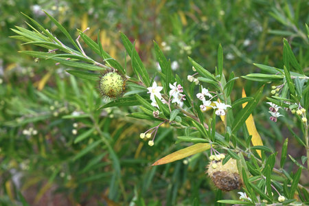 Swan plant ( Gomphocarpus physocarpus ) Flowers and fruits (follicles). Apocynaceae perennial. The...