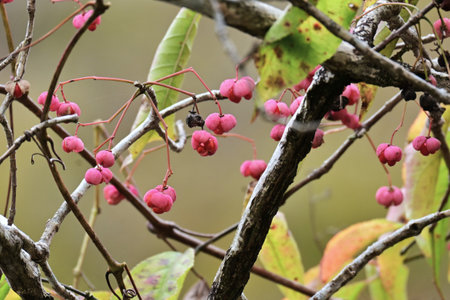 Japanese spindle tree (Mayumi) fruits. Celastraceae deciduous shrub. The fruit (capsule) ripens in...