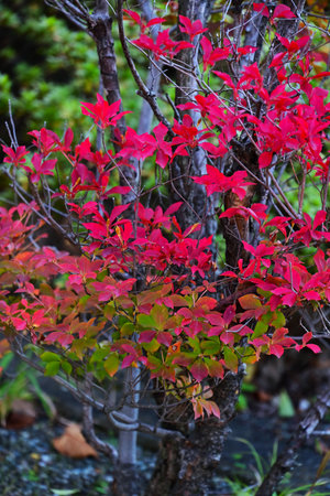 Enkianthus perulatus (Dodan-tsutsuji) autumn leaves. Ericaceae deciduous shrub. A popular tree with beautiful fresh green leaves, white flowers, and autumn leaves.の写真素材