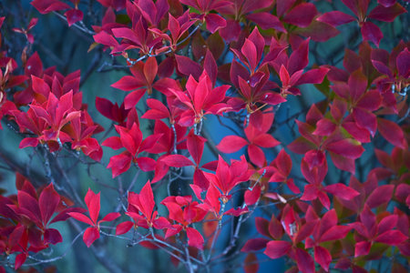 Enkianthus perulatus (Dodan-tsutsuji) autumn leaves. Ericaceae deciduous shrub. A popular tree with beautiful fresh green leaves, white flowers, and autumn leaves.の写真素材