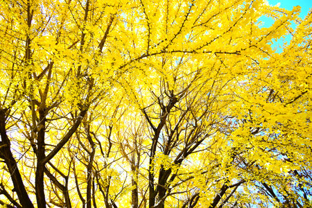 The yellow leaves of ginkgo trees are a symbol of autumn in Japan. Seasonal background material.の写真素材