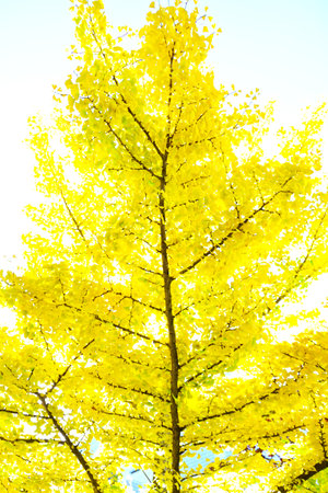 The yellow leaves of ginkgo trees are a symbol of autumn in Japan. Seasonal background material.