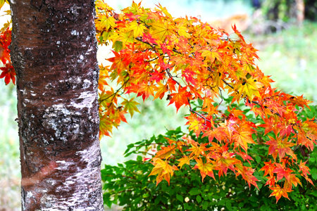Japanese maple autumn leaves. Sapindaceae deciduous. In Japan, going to see the autumn leaves is called Momijigari (Leaf-peeping).の写真素材