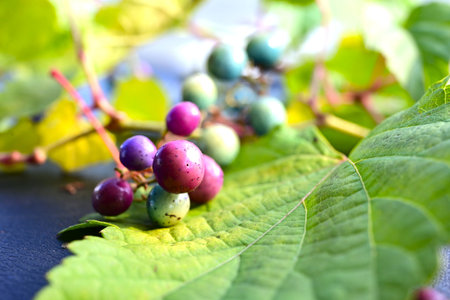 Ampelopsis glandulosa berries. Vitaceae deciduous shrub vine. The berries ripen in the fall and turn...