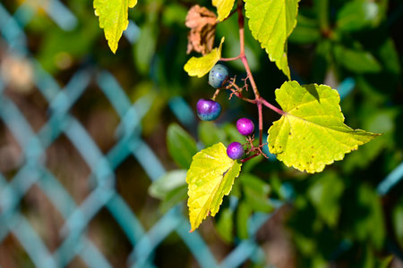 Ampelopsis glandulosa berries. Vitaceae deciduous shrub vine. The berries ripen in the fall and turn blue or purple. They are not edible but have medicinal properties.の写真素材